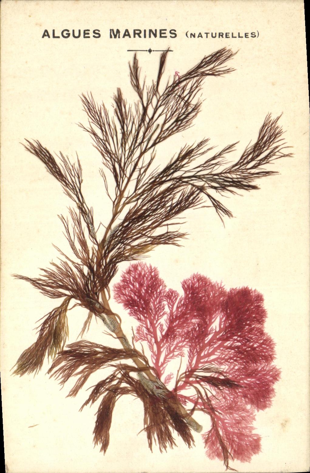CPA Fantaisie Fleurs sechees Algues marines Naturelles