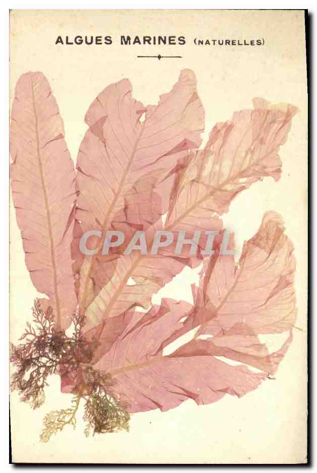 CPA Fantaisie Fleurs sechees Algues marines Naturelles