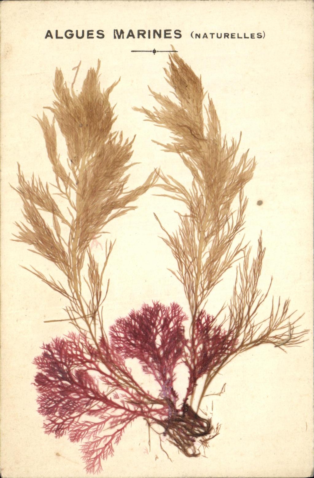 CPA Fantaisie Fleurs sechees Algues marines naturelles