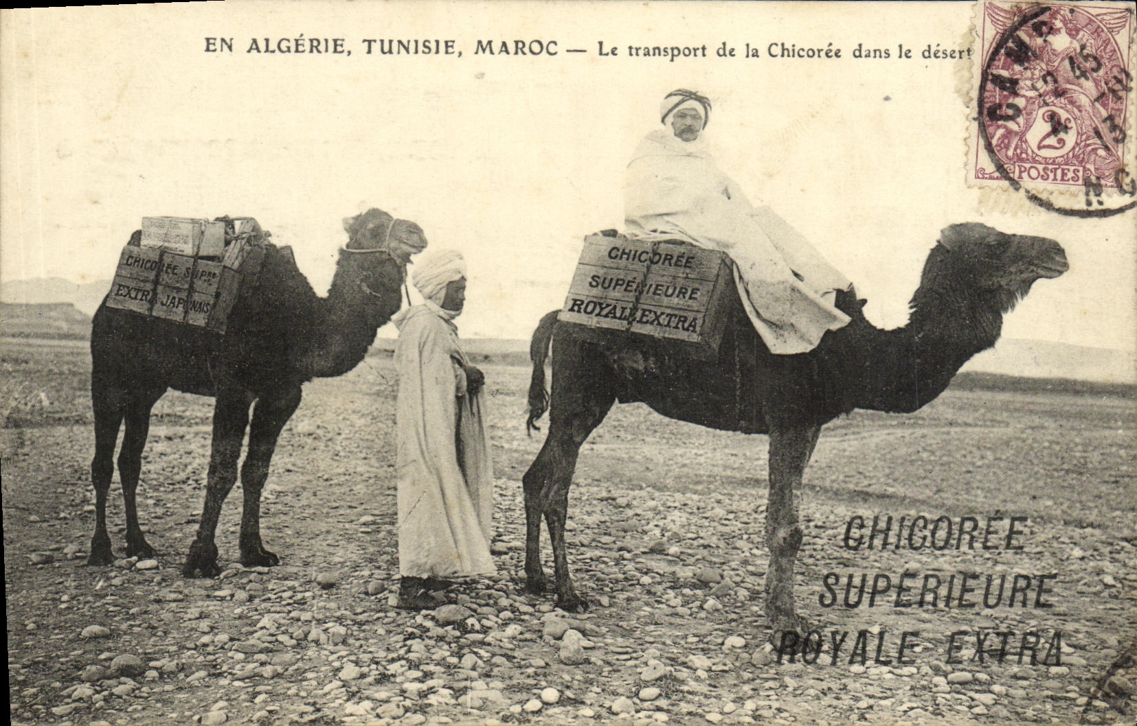 CPA Algeire Tunisie Maroc Le transport de la chicoree dans le desert Chameaux TOP