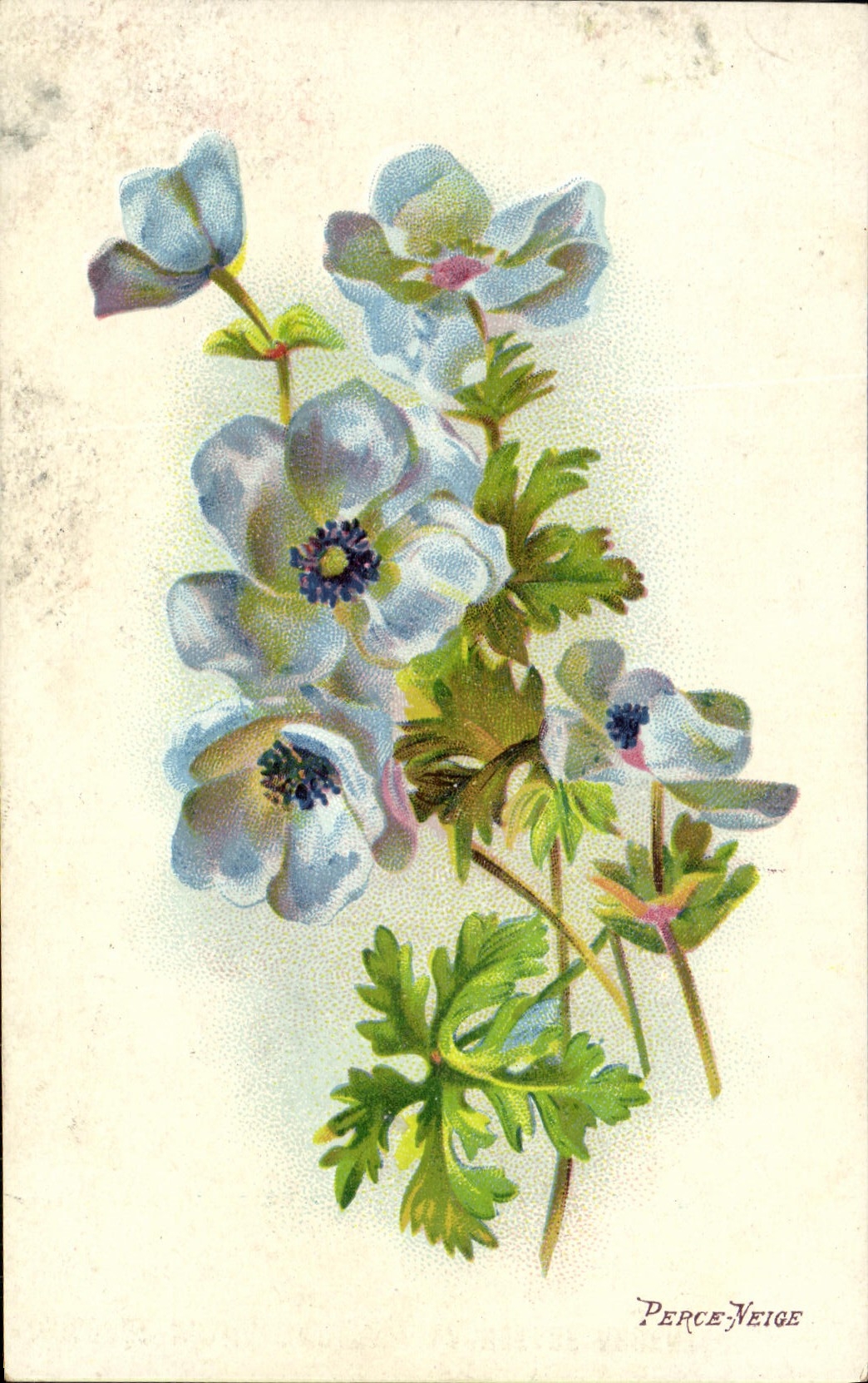 Anémonas azules — ilustración — Perce-Neige