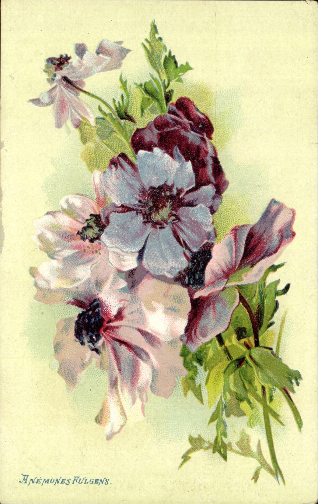 CPA Fantaisie Fleurs Anemones Fulgens 