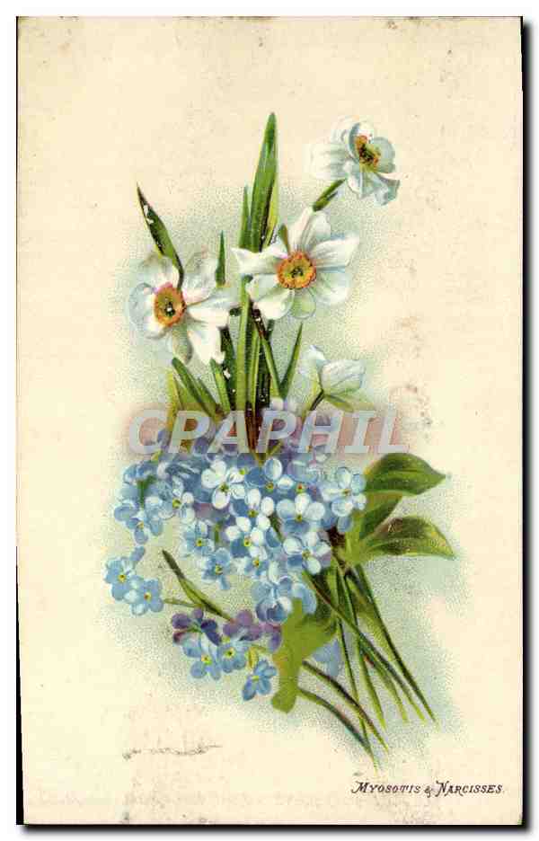 CPA Fantaisie Fleurs Myosotis & Narcisses