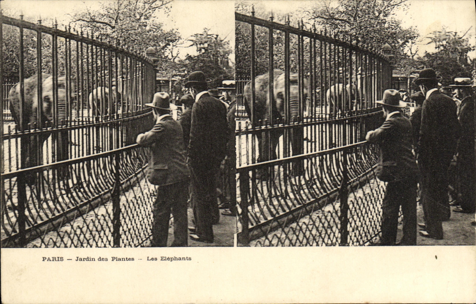 CPA Paris Jardin des plantes Les elephants