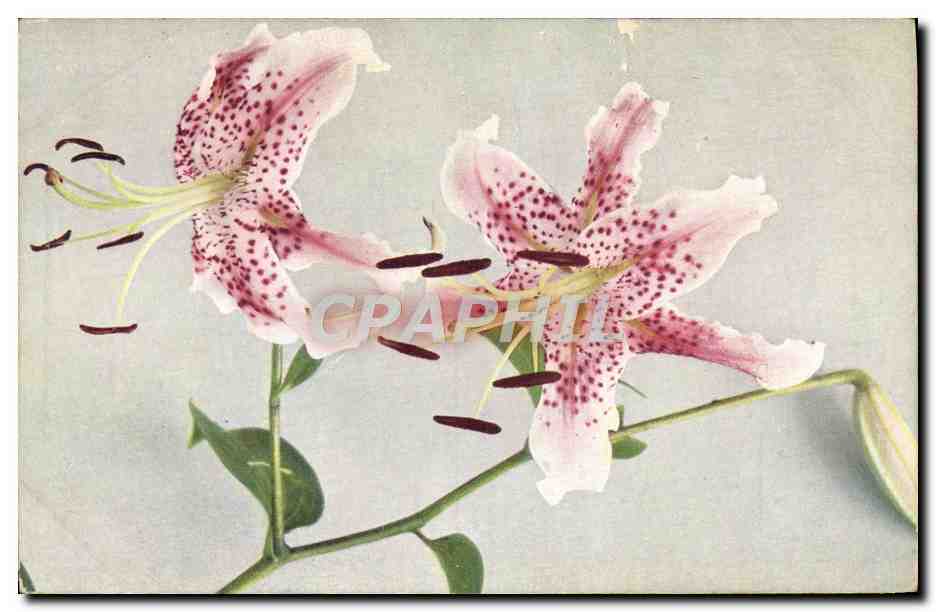 CPA Fantaisie Fleurs 