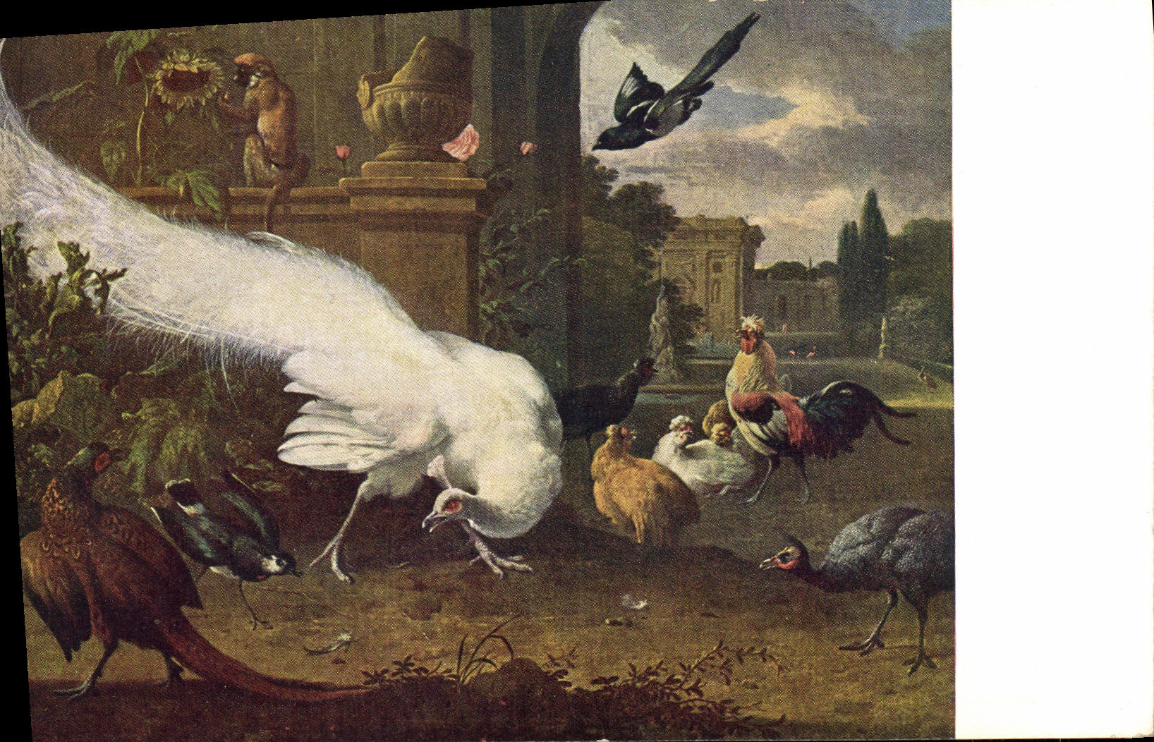 CPA Der weise Pfau Julius Bard Berlin D'Hondecoeter