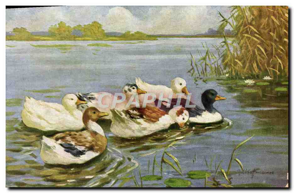 CPA Fantaisie Canards