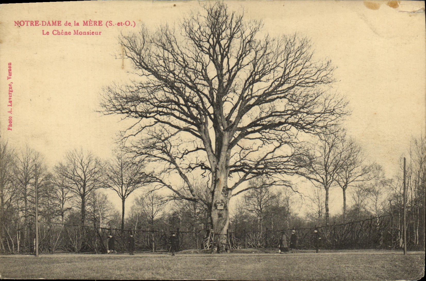 CPA Notre Dame de la Mere le chene monsieur Arbre 