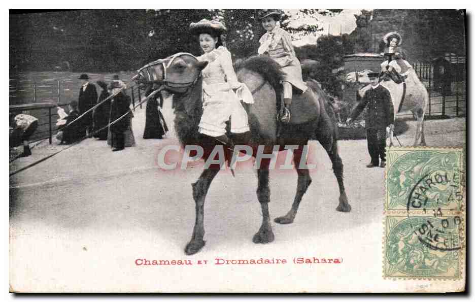 CPA Chameau et Dromadaire Sahara Paris 
