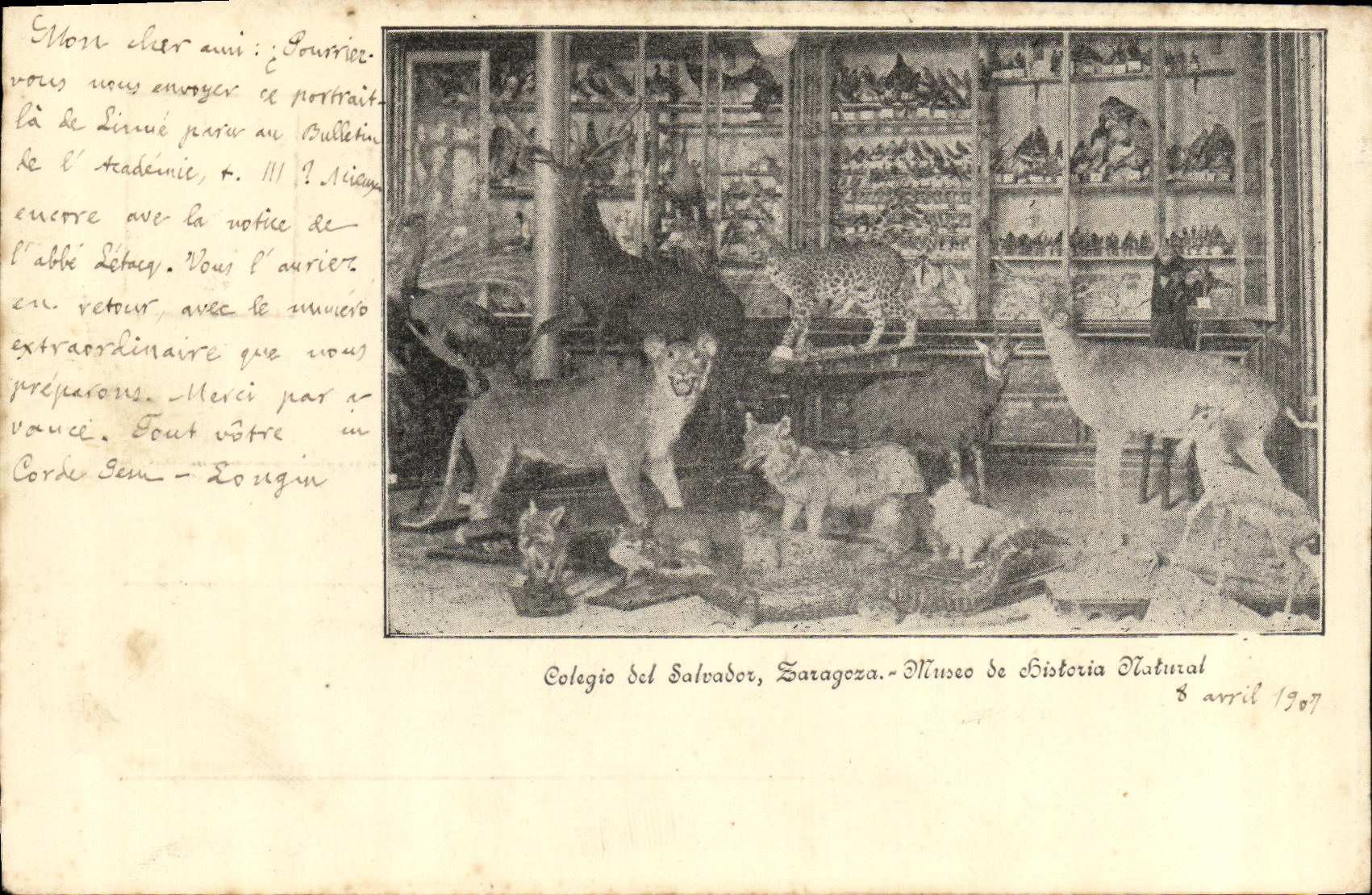 CPA Saragoza Colegio del SAlvador Museo de Historia Natural Renard Biche 