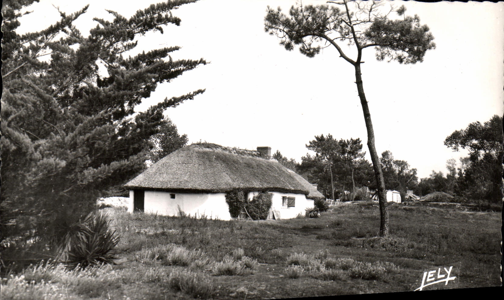 CPM Saint Jean de Monts Une Belle Bourine du Marais 