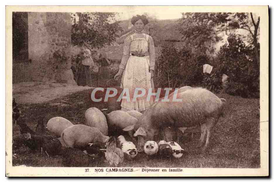 CPA Nos Campagnes Dejeuner en famille Porc TRuie Cochon 