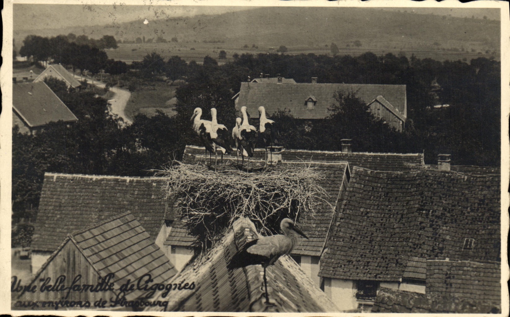 CPA Une belle famille de cigognes aux environs de Strasbourg 