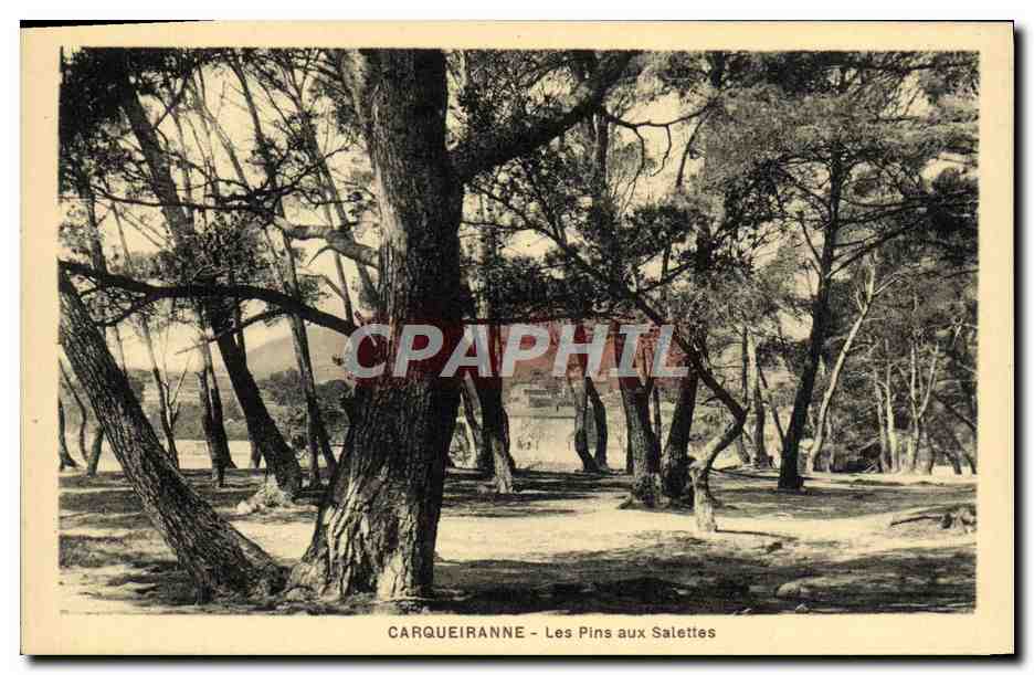 CPA Carqueiranne Les Pins Aux Salettes