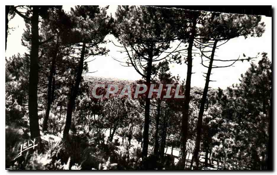 CPM Foret De St Jean De Monts