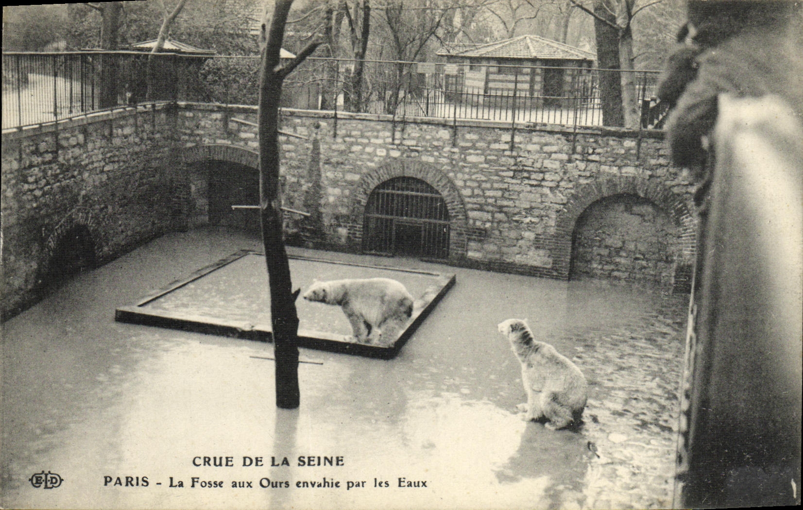 CPA Crue De La Seine Paris La Fosse Aux Ours Envahie Par Les Eaux Zoo