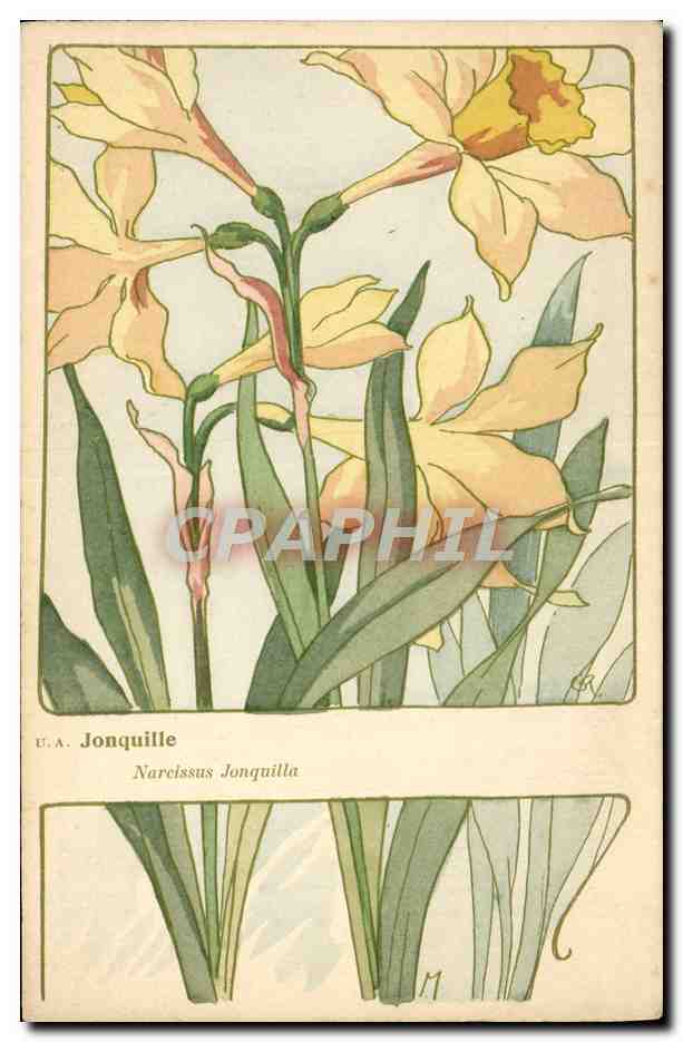CPA Jonquille Narcissus Jonquilla