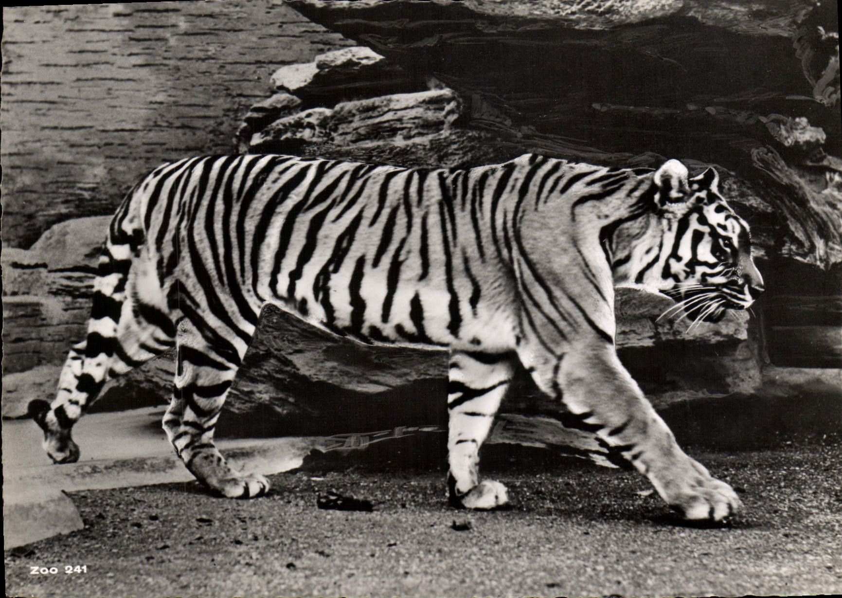 Tigre sibérien — Zürich — Zoologischer Garten Zürich, n° 241