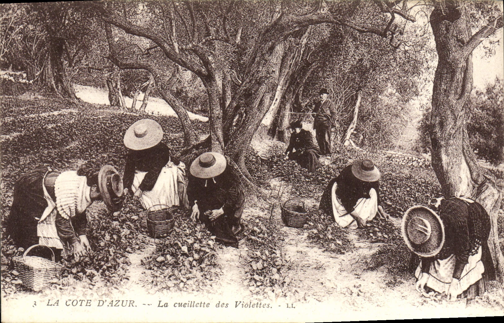 La Côte d'Azur — La cueillette des Violettes — LL