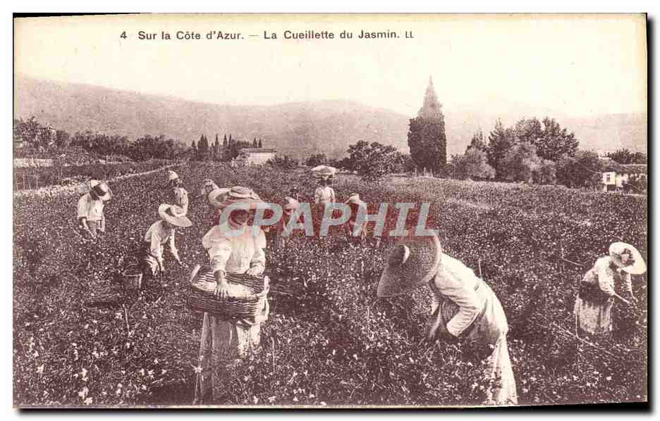CPA Sur la Cote d'Azur La Cueillette du Jasmin