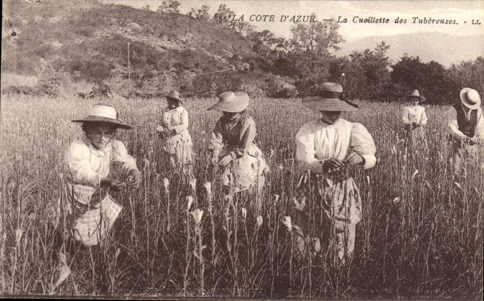 CPA La Cote d'Azur La Cueillette des Tubereuses 