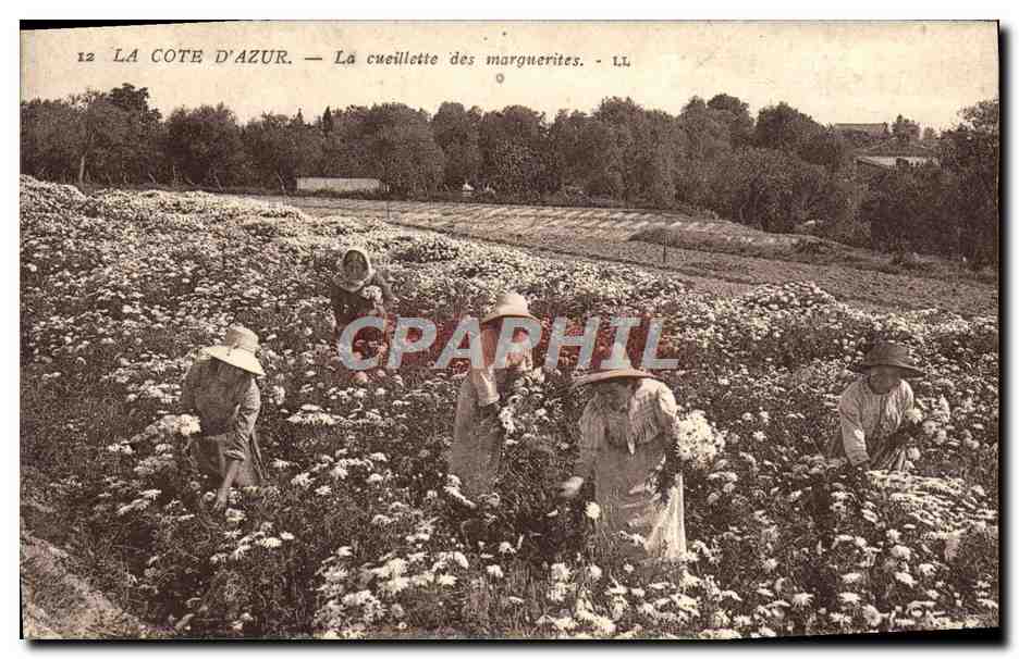 CPA La Cote d'Azur La Cueillette des marguerites 