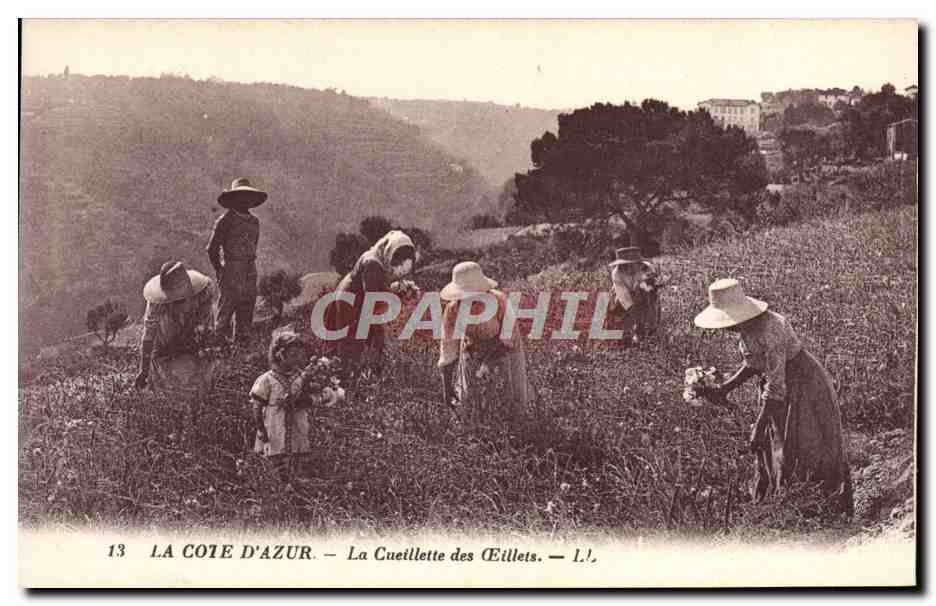 CPA La Cote d'Azur La Cueillette des Oeillets 