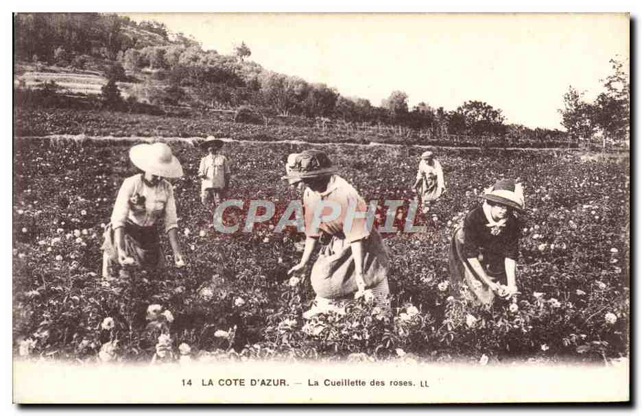 CPA La Cote d'Azur La Cueillette des roses 