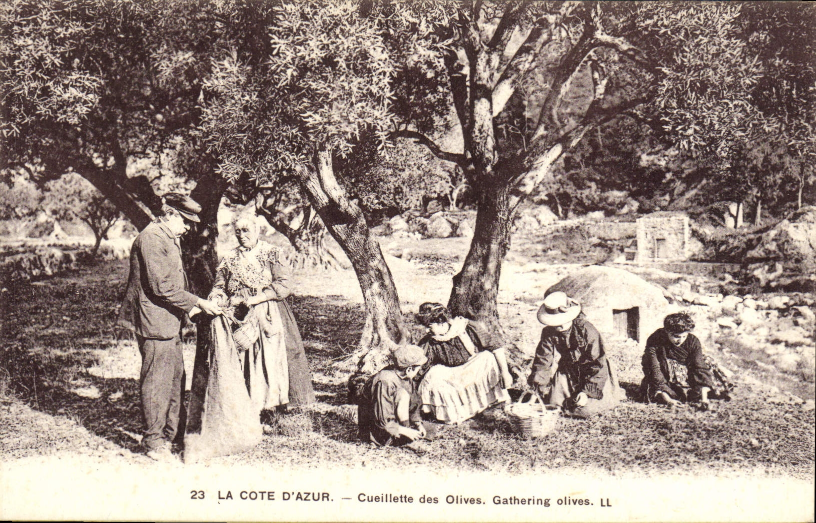CPA La Cote d'Azur La Cueillette des Olives 