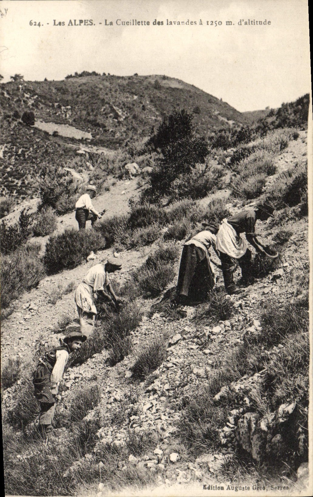 Les ALPES - La Cueillette des lavandes à 1250 m. d'altitude — Édition Auguste Gros, Série 624
