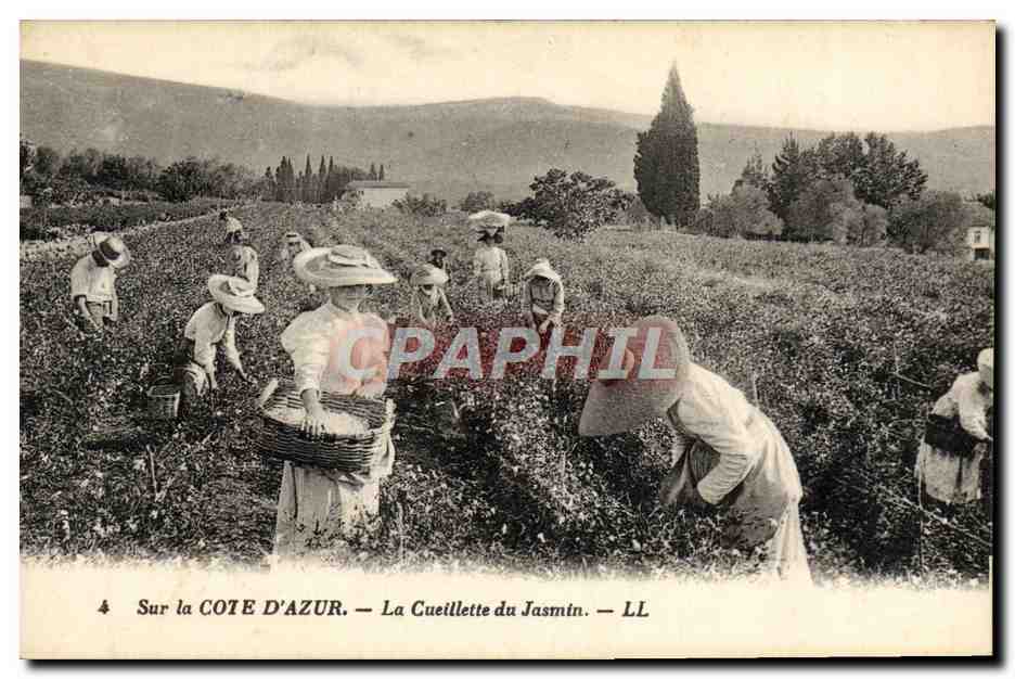 CPA Sur La Cote d'Azur La Cueillette du Jasmin