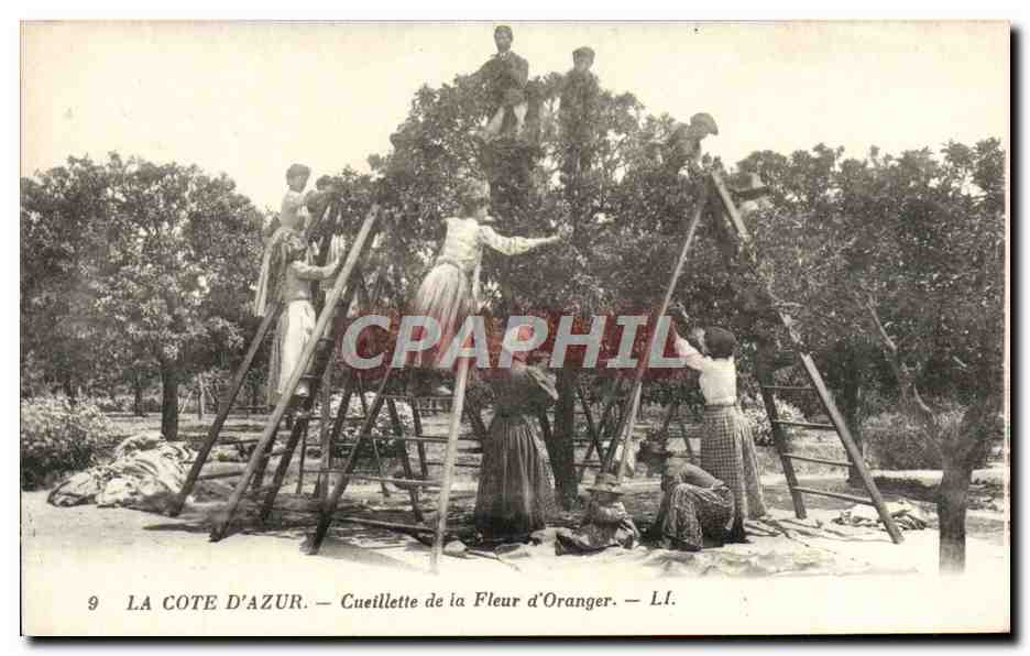 CPA La Cote d'Azur Cueillette de la Fleur d'Oranger 
