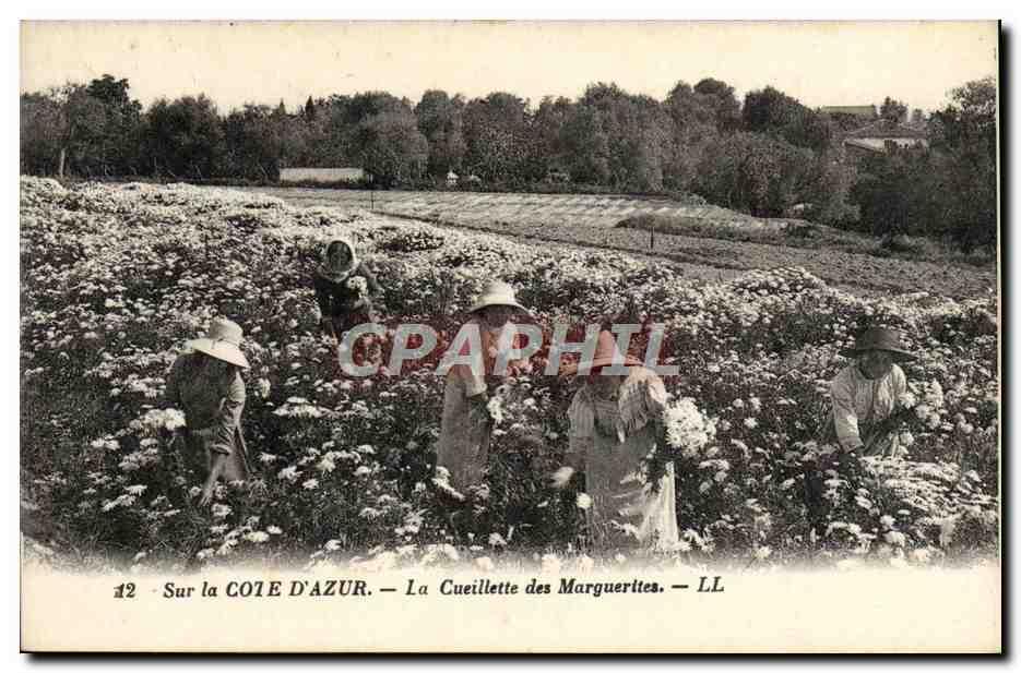 CPA Sur La Cote d'Azur La Cueillette des Marguerttes 