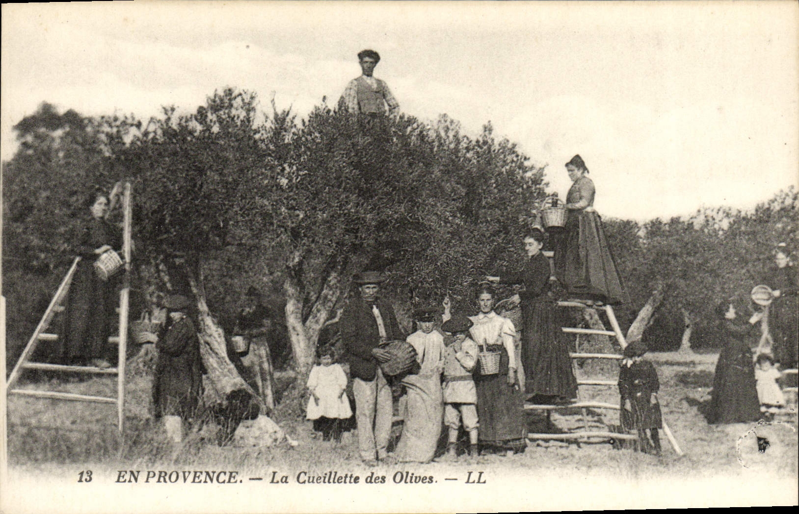 CPA En Provence La Cueillette des Olives 