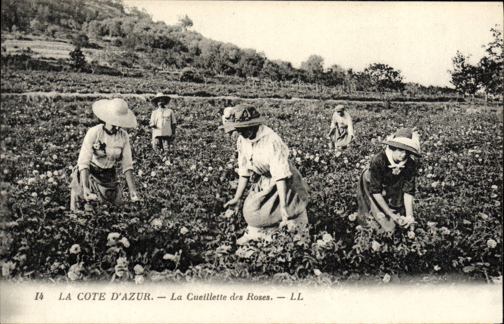CPA La Cote d'Azur La Cueillette des Roses