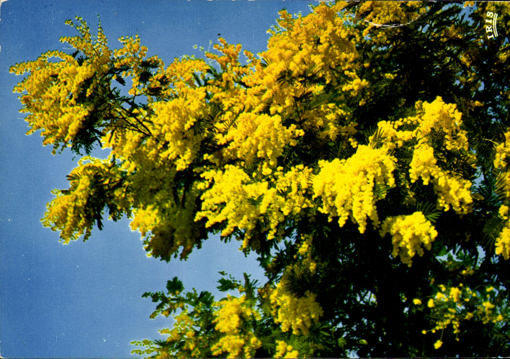 CPM Les Fleurs de la Cote d'Azur Mimosas