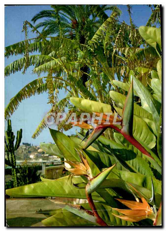 CPM La Cote d'Azur miracle de la nature Jardin exotique 