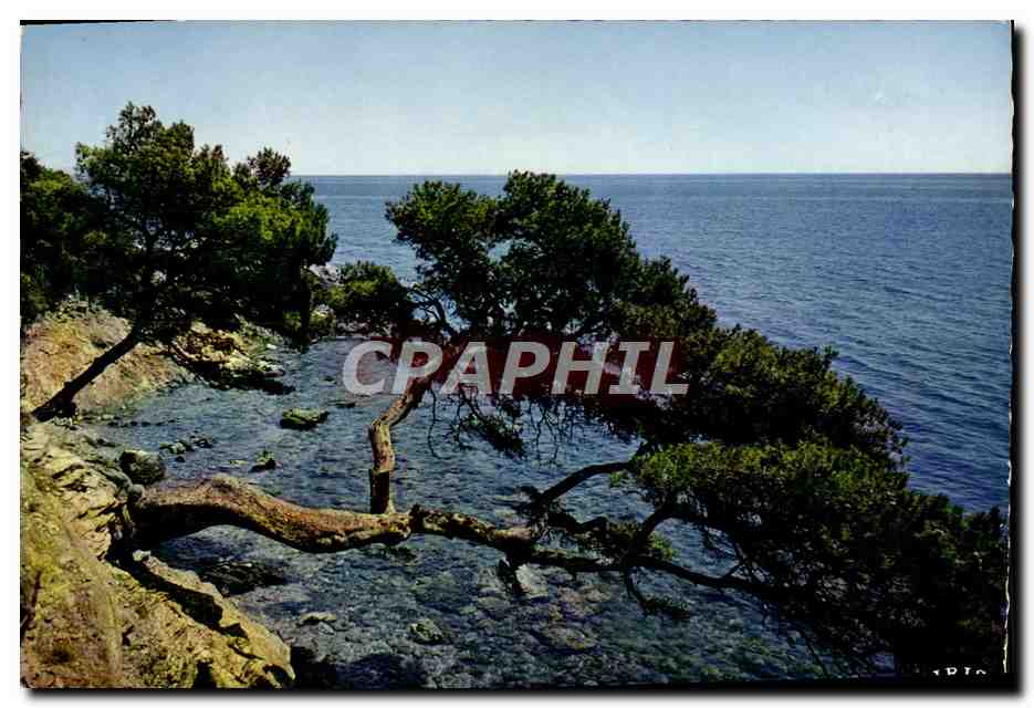 Pins penchés sur les bords du littoral méditerranéen — Gagnes-sur-Mer, Côte d'Azur — Éditions Diplomôme