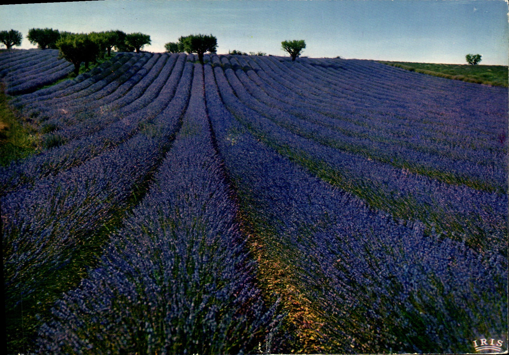 CPM Champ De Lavande