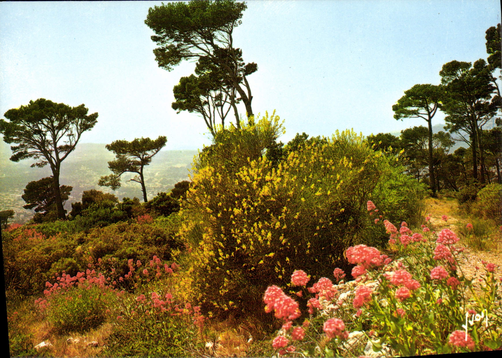 Paysage de la Côte d'Azur — La Côte d'Azur, miracle de la nature — Éditions Jean-Jaurénd-Arcueil, n°10/432