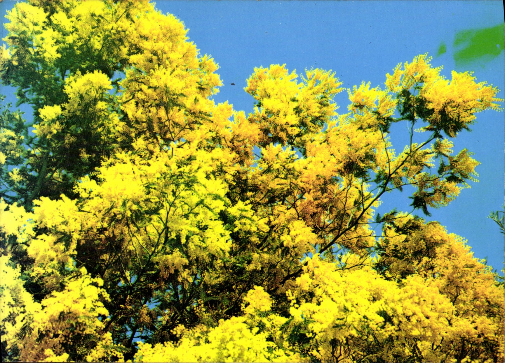 Fleurs de mimosier — Côte d'Azur — Éditeur Naturelles, n°160
