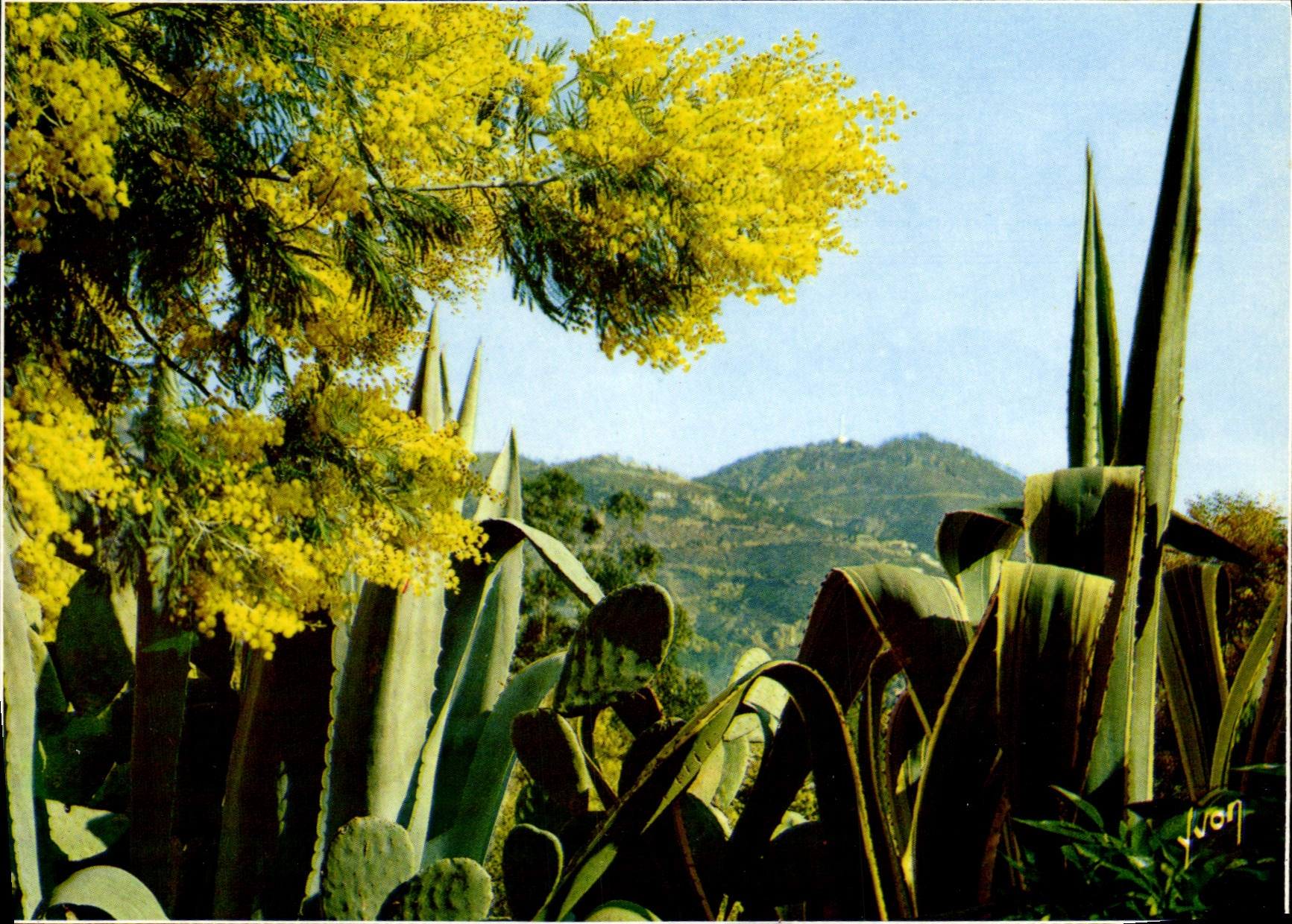 Végétation méditerranéenne — Jardins de la Côte d'Azur — Éditions Yvon, série 10/10609 - Anverso