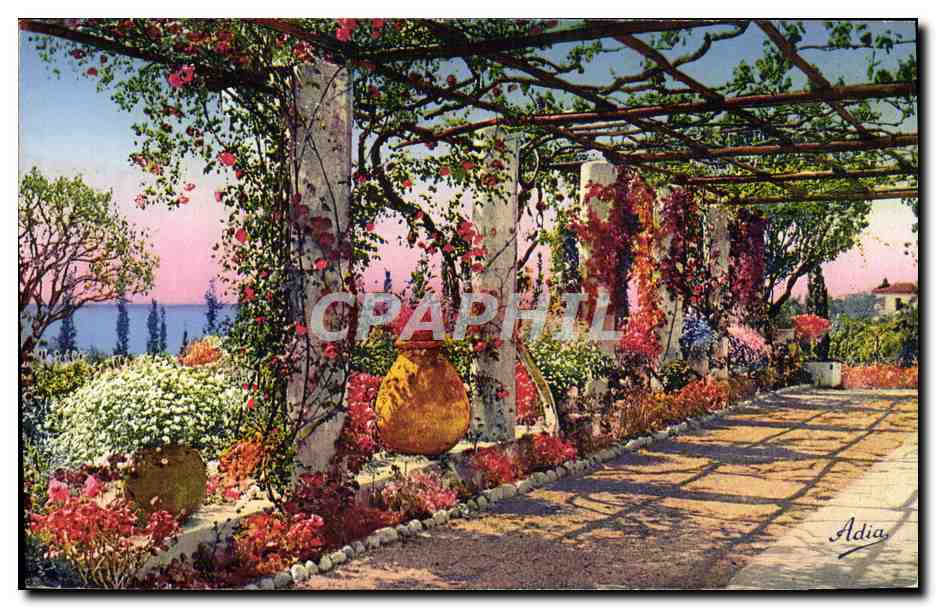 CPA La Cote D'Azur Pergola Fleurie
