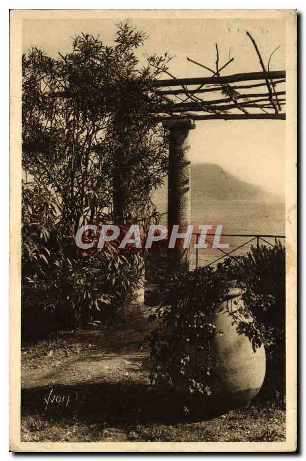 CPA Cote d'Azur Tete de chien vue a travers une Pergola