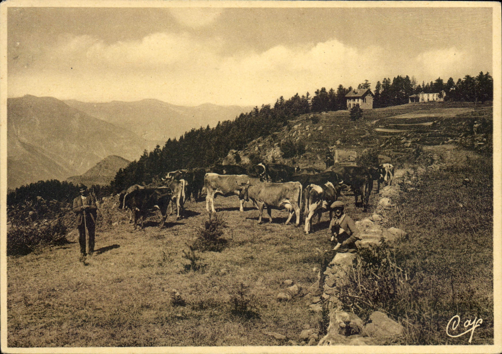 CPA Peira Cava La Mairis et la Foret de Turini Berger Vaches 