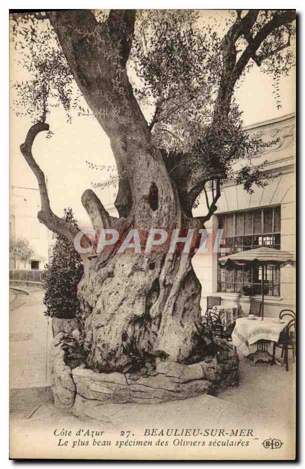 CPM Beaulieu Sur Mer Le Plus Beau Specimen des Oliviers Arbre