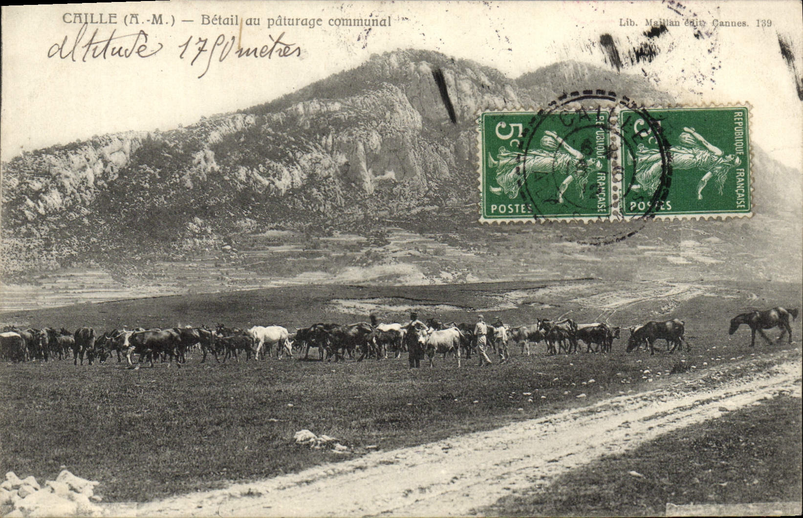 CPA Caille Betail au paturage communal Vaches 