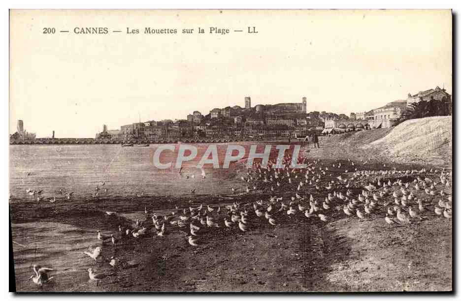 CPA Cannes Les Mouettes sur la Plage