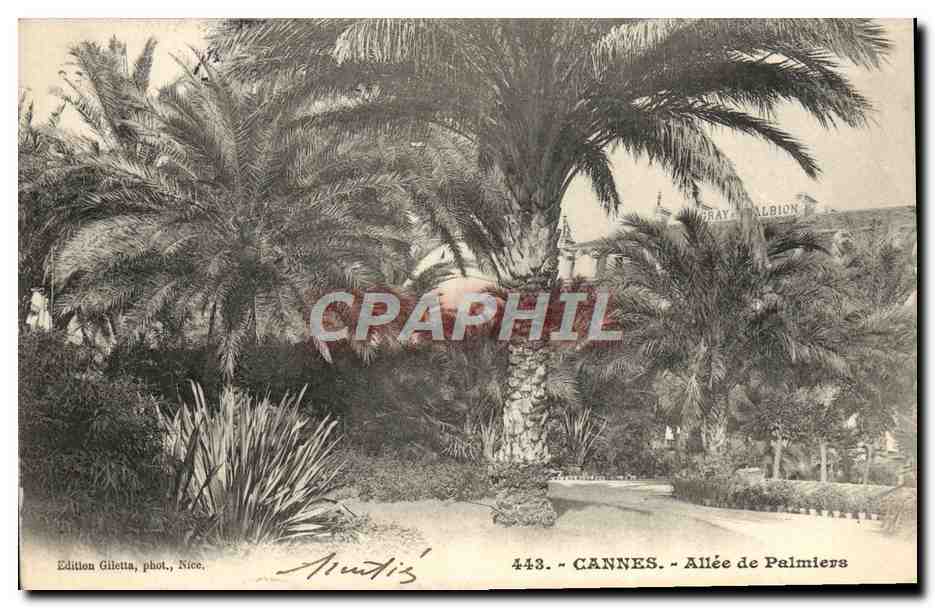 CPA Cannes Allee De Palmiers