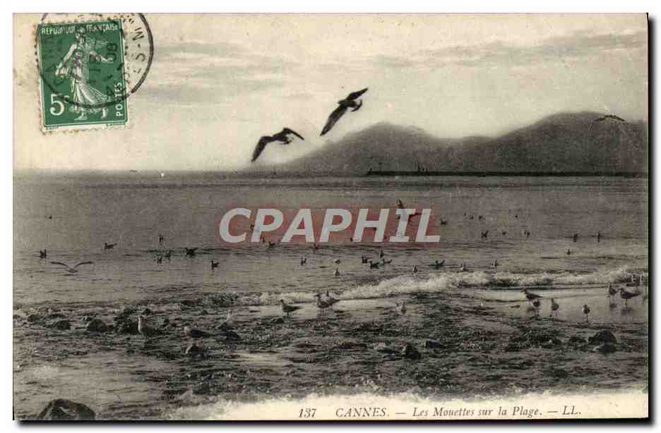 CPA Cannes Les Mouettes Sur la Plage